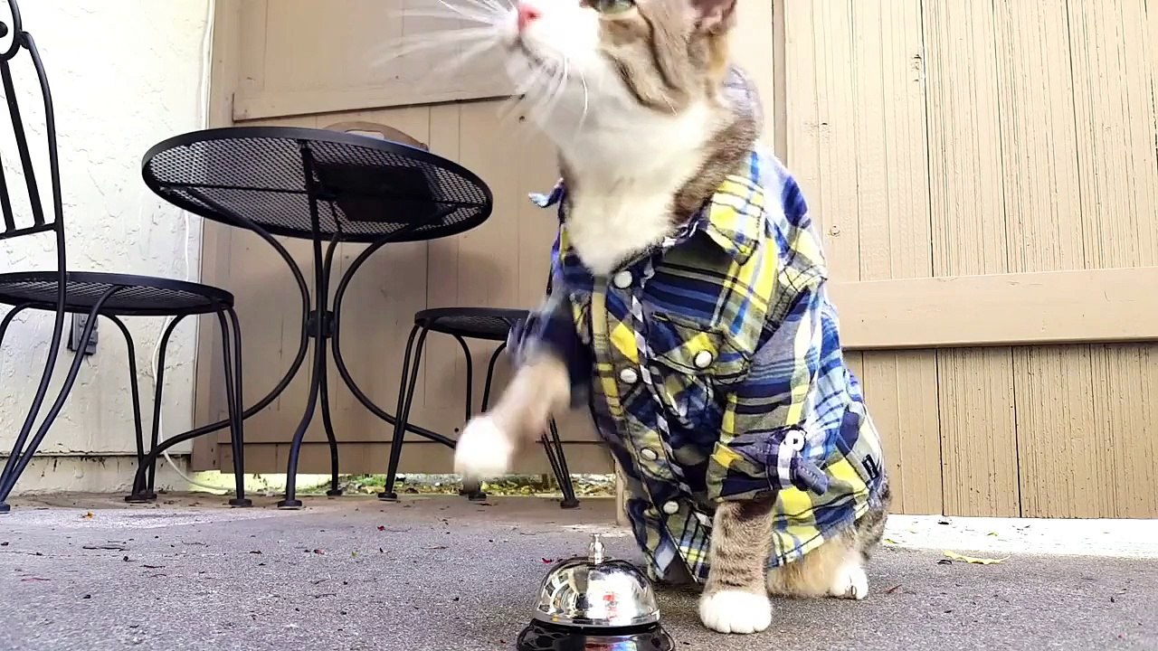 Un chat utilise une sonnette pour manger - Vidéo Dailymotion