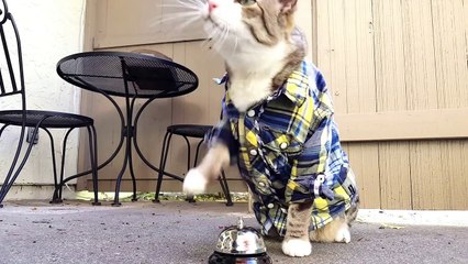Un chat utilise une sonnette pour manger