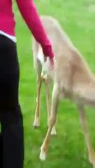 Un chien joue avec une biche sauvage