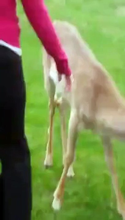 Un chien joue avec une biche sauvage