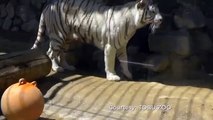 Un bébé tigre blanc est aidé par son frère au zoo