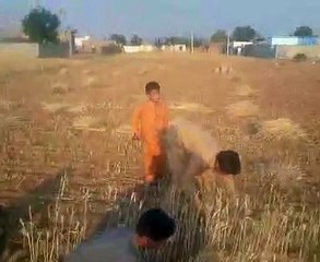 Gandam ki katai.