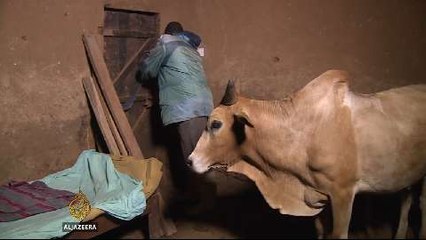 Rampant cattle theft prompts extreme measures in Kenya
