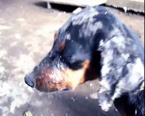 Perro con Hongos en la piel se recupera