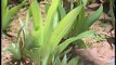 How To Prepare Soil To Plant Irises