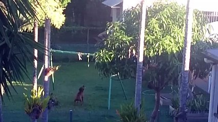 Thats One Happy Swinging Dog