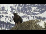 Aigle royal en hiver dans les montagnes du valais