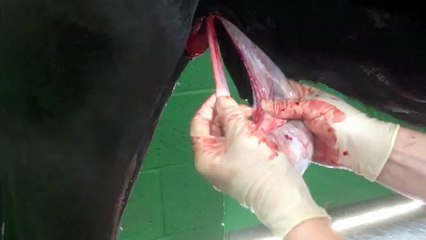 Standing Castration in a Stallion