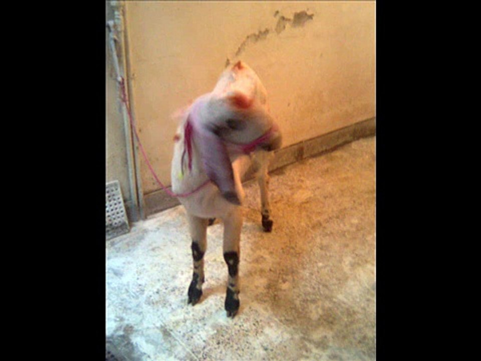 Qurbani of My Bakra on EID-UL-AZHA 09-12-2008