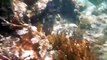 Tulum, Mexico - Soliman Bay Snorkeling