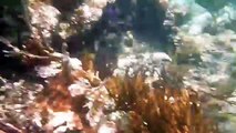 Tulum, Mexico - Soliman Bay Snorkeling