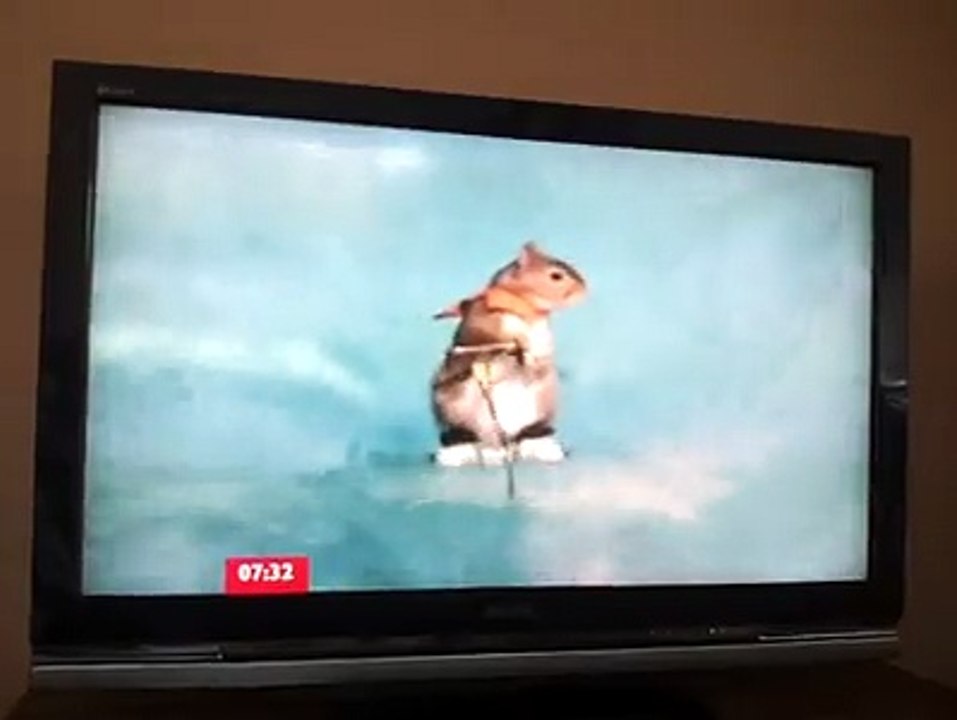 squirrel