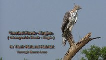 Nature Trees And Birds - Crested Hawk-eagle Or Changeable Hawk-Eagle