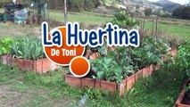 Como Hacer Semillero de Tomate, Pimiento Y Berenjenas || Huerto Organico || La Huertina De Toni