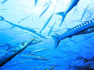 Scubadiving/Barracudas at Cap de Creus Cadaques