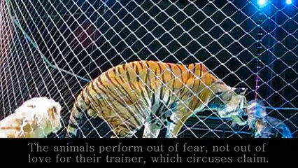 Circus Animal Cruelty: Abused for Entertainment