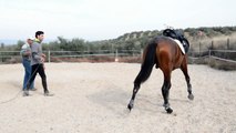 Nómada DN - Primera puesta de montura (I) First time under saddle - VENDIDO / SOLD