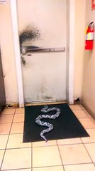 Funny Man get afair from Fake snake hahha