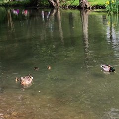 Les canard et leur petit