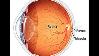 retina tedavisi, retina hastalıkları, retina göz, retinada yırtılma, retina dekolmanı,