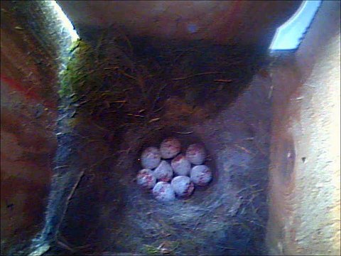 mesanges plerin jour-15