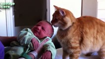Katzen Treffen Neugeborene zum ersten mal Videoerstellung 2014 [NEU HD]