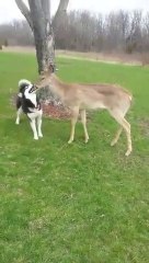 A doe plays with a dog