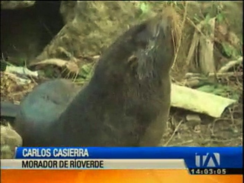 Encuentran a un lobo marino en Esmeraldas