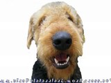 Airedale Puppies - Airedale Terrier Puppies