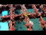 Scuba Diving In Cancun C-56 Juan Escuita Shipwreck