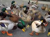 Feeding ducks and Geese Cheerios