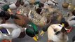 Feeding ducks and Geese Cheerios