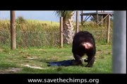 Save the Chimps - The Final Release of the Great Chimpanzee Migration