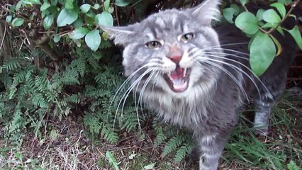 Titus the talking Maine coon cat and his favourite bush