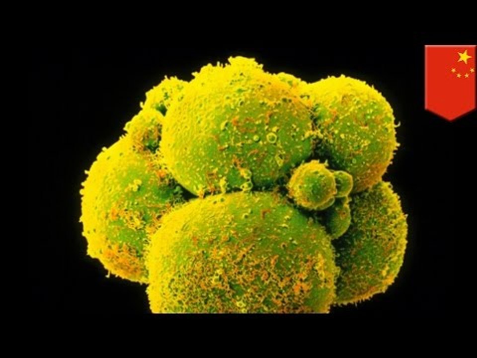 Genetically modified human embryos: Chinese scientists raise concerns after editing embryo DNA