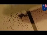 Spider explodes and hundreds of babies spread across Australian men's floor