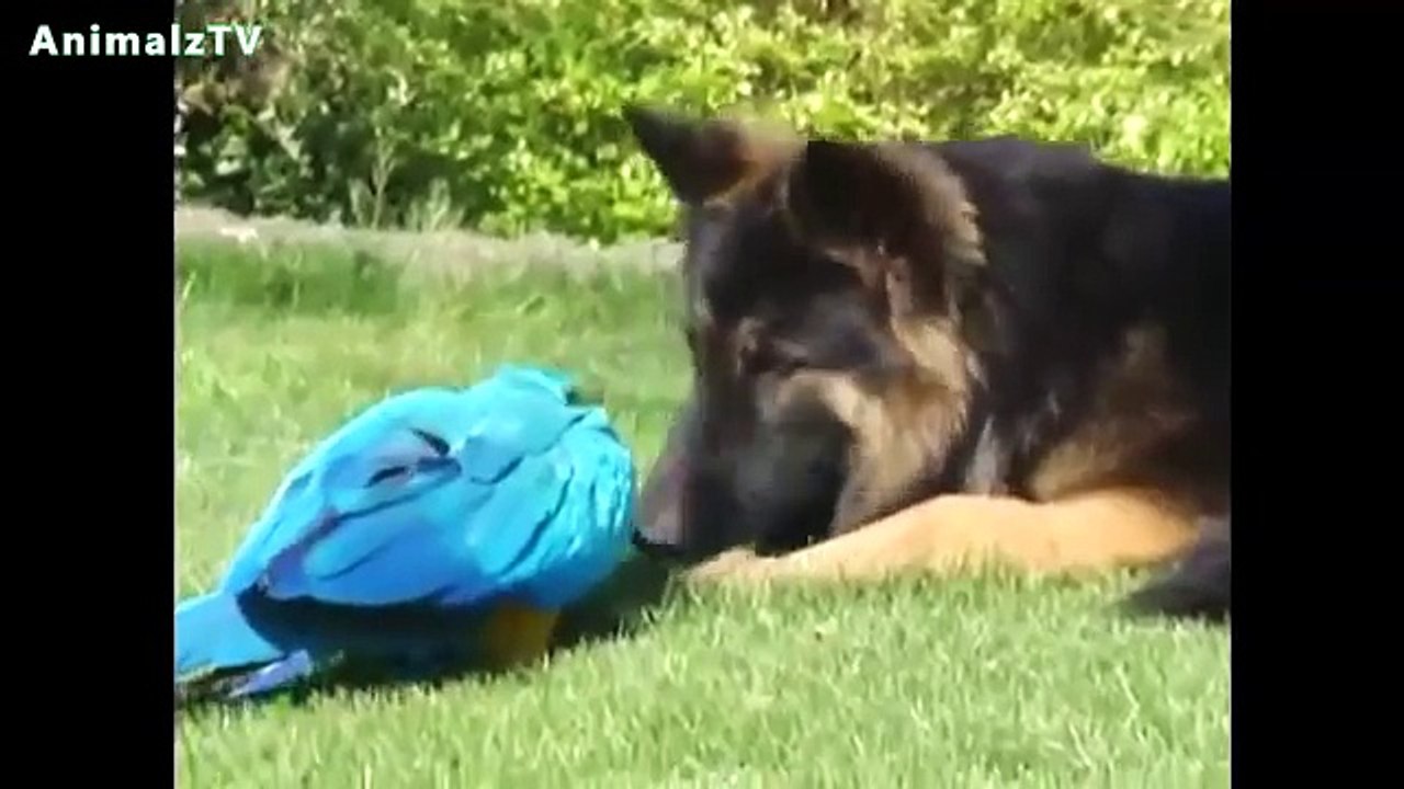 most Unbelievable Animal Friendships Compilation [HD VIDEO]