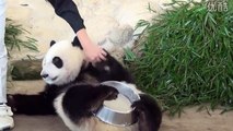 Girl Feeding Cute Baby Panda Milk[HD]