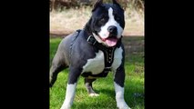 las mejores razas de perros american pitbull ~x el wako