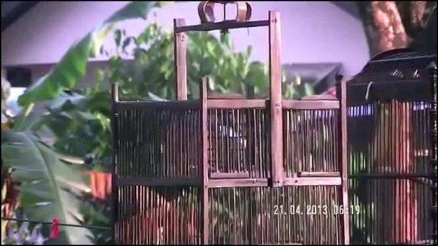 Kicau Burung Trucukan Yang Ngerol dan Gacor-Masteran