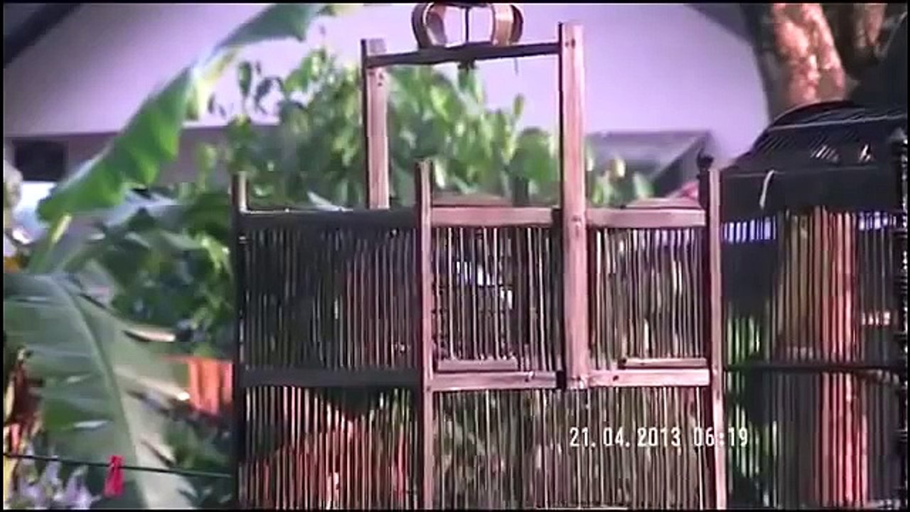 Kicau Burung Trucukan Yang Ngerol dan Gacor-Masteran