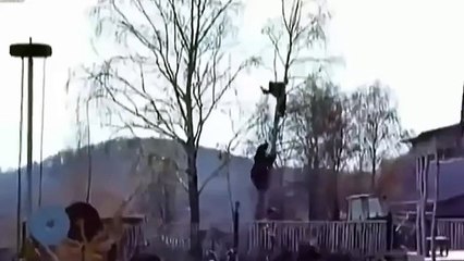 Ayı Kovalıyor Adam Ağaca Çıkıyor