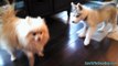 Siberian Husky Puppy Plays with a Pomeranian *Snow Dog Shorts #6*