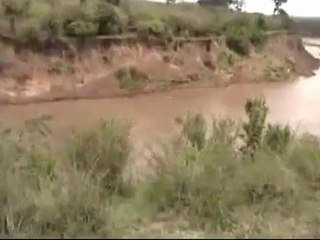 la verdadera África. Hipopótamo vs cocodrilo