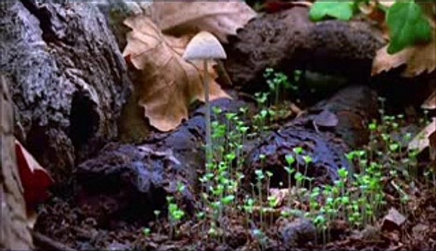 Bütün mevcudat, Lisan-ı hâl ile Bismillah der