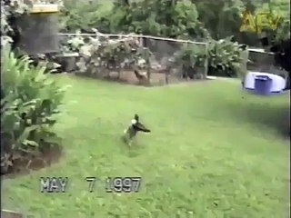 Kaz Kendini Köpek Sanıyor. YAPACAK BİŞEY YOK