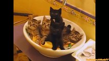 FUNNY VIDEOS: Funny Cats - Funny Cat Videos - Funny Animals - Cats Playing in Sinks Compilation