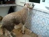 إنتحار خروف مغربي Nador, Ariffino, الناظور