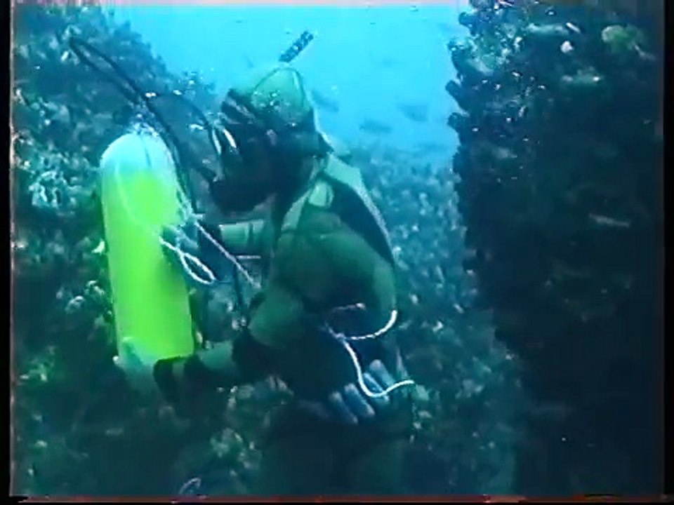 Free Diving with Great White Sharks Filmed for the First time
