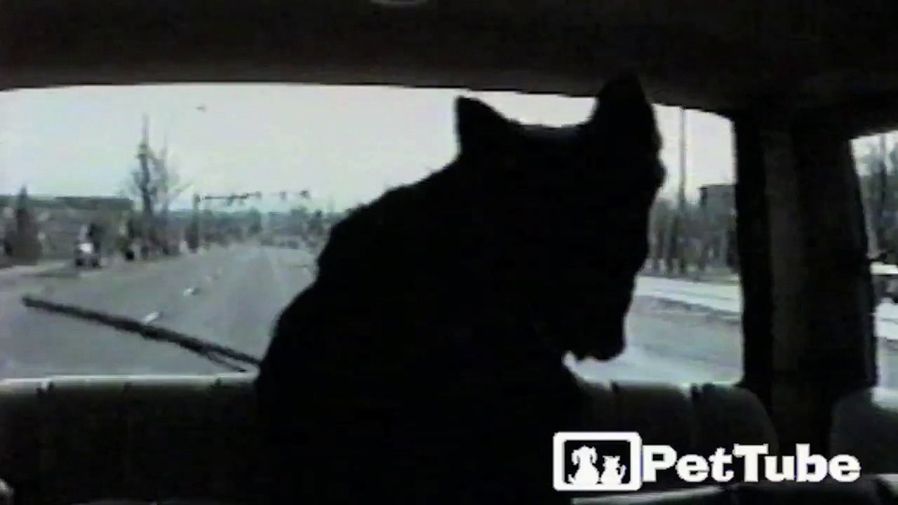 Shepard Vs. Windshield Wipers